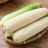 Sweet-waxy No.182 Corn Seeds