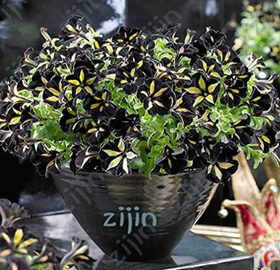 Calibrachoa Kabloom Crave Sunset Vigorous Free-Flowering Annual Petunia Bonsai Seeds
