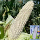 Sweet-waxy No.182 Corn Seeds