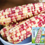 Color Sweet-waxy Corn No.102 Seeds