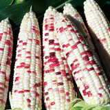 Color Sweet-waxy Corn No.102 Seeds