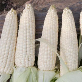 Sweet-waxy No.182 Corn Seeds