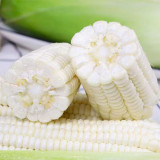 Sweet-waxy No.182 Corn Seeds