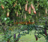 Rare Australian Orange Citrus Seed Blood Lime (sanguinea x limonia) Seed
