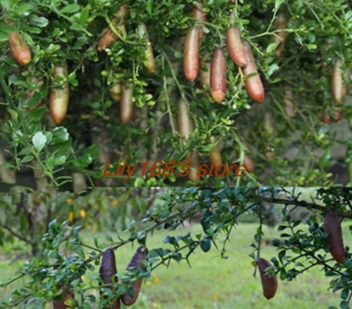 Rare Australian Orange Citrus Seed Blood Lime (sanguinea x limonia) Seed