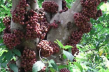 Ficus Racemosa | Indian Fig Tree | Goolar | Gular