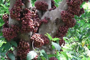 Ficus Racemosa | Indian Fig Tree | Goolar | Gular