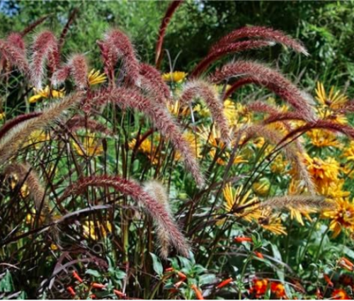 Exotic Pennisetum Seed Outdoor Ornamental Herb Grass