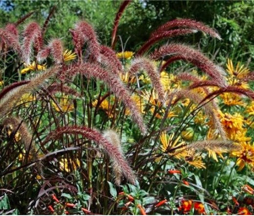 Exotic Pennisetum Seed Outdoor Ornamental Herb Grass