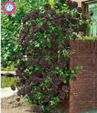Climbing Black Rose Garden Flower of Perennial Garden Flower Seeds