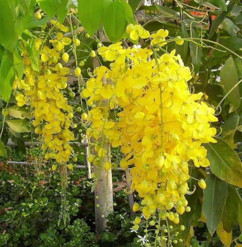 Golden Shower Tree Gold Rush Yellow Cassia Fistula Flower jocad
