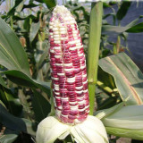 Color Sweet-waxy Corn No.102 Seeds