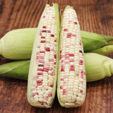 Color Sweet-waxy Corn No.102 Seeds