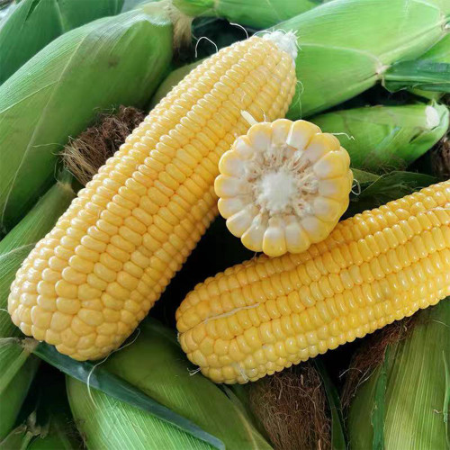 Zhongnongtian 488 Sweet Corn Seeds