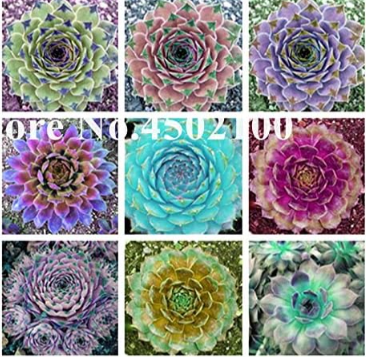 Mixed Living Stone Seed, Rare Sempervivum Flower Exotic Echeveria