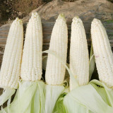 White Sweet-waxy No.358 Corn Seeds