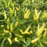 Small Chili Pepper Seeds, Facing Heaven Pepper