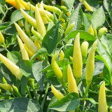 Small Chili Pepper Seeds, Facing Heaven Pepper