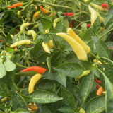 Small Chili Pepper Seeds, Facing Heaven Pepper