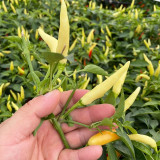 Small Chili Pepper Seeds, Facing Heaven Pepper