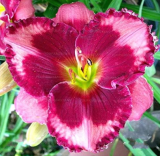 Rare Lily Seeds