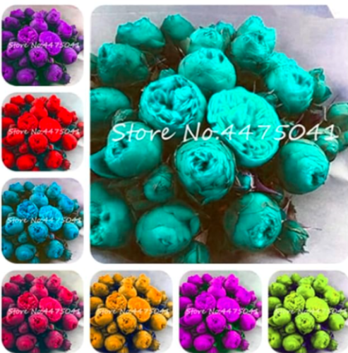Rare Chinese Peony Mixed Flower Seeds