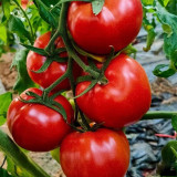 Provence Pink Fruit Tomato Seeds
