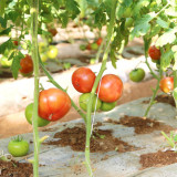 Provence Pink Fruit Tomato Seeds