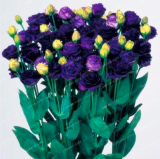 Purple Eustoma Seeds Perennial Flowering Plants Balcony