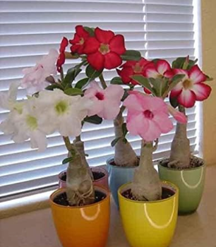 Desert Rose Seeds Mixed