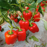 Red Lantern Sweet Pepper Seeds