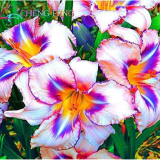 Rare Lily Seeds