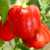 Red Lantern Sweet Pepper Seeds