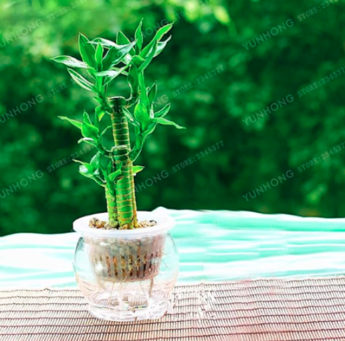 Lucky Bamboo Choose Potted Seed (Color: 6)