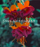 Fuchsia Seed, Mixed Colors Lantern Flower (Color: 15)