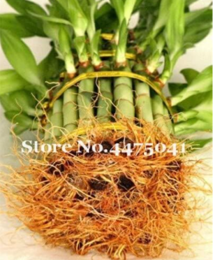 Mini Moso Bamboo Seed Lucky Bamboo Seed