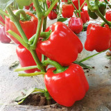 Red Lantern Sweet Pepper Seeds