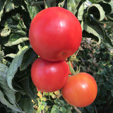 Provence Pink Fruit Tomato Seeds