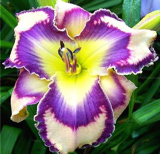 Rare Lily Seeds