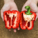 Red Lantern Sweet Pepper Seeds