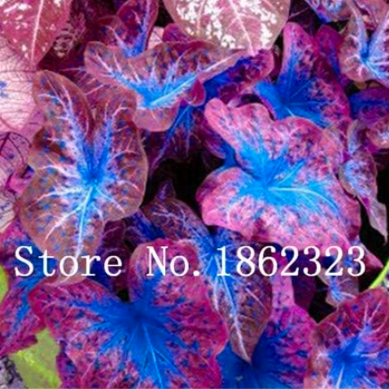 Colorful Caladium Seed Burnt Rose Elephant Ear Beautiful Seed (Color: 8)