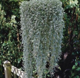 A Set dichondra plantas Seeds