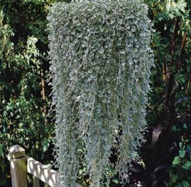 A Set dichondra plantas Seeds