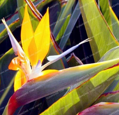 Strelitzia Reginae Seed Indoor Potted Plant Flowers