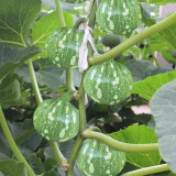Yichuanling Pumpkin Seeds
