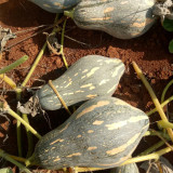 Sweet Taro Pumpkin Seeds