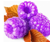 Raspberry Seed Organic Heirloom Fruit