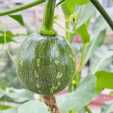 Yichuanling Pumpkin Seeds
