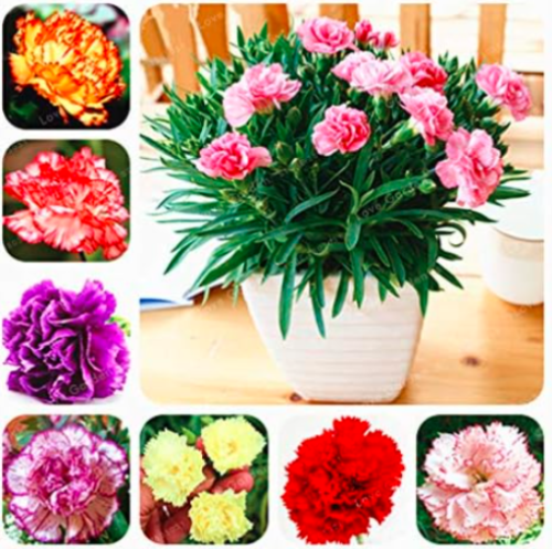 Rare Carnations Seed Flowers Seed Dianthus Caryophyllus Flowers Seed (Color: MIX)
