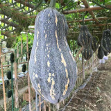 Sweet Taro Pumpkin Seeds